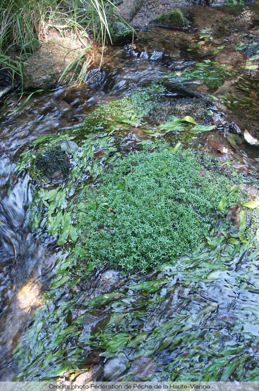 potamots et callitriches